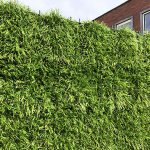 FenceGrass